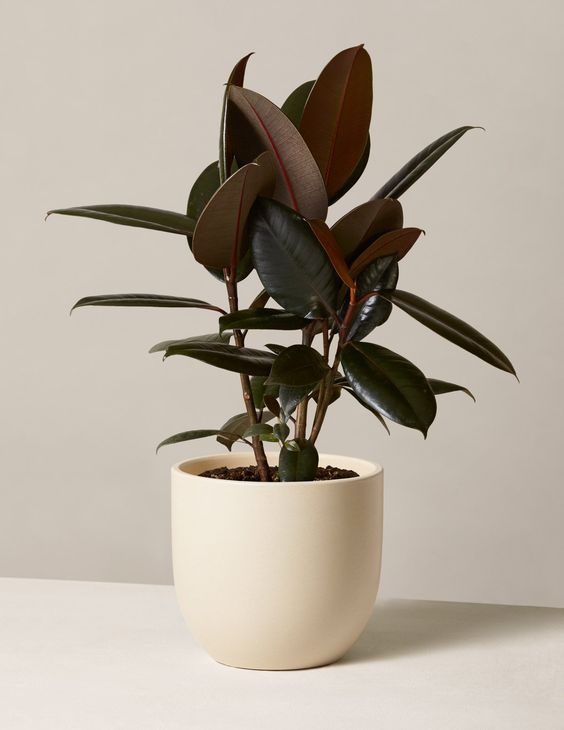 Rubber Plant (Ficus elastica):